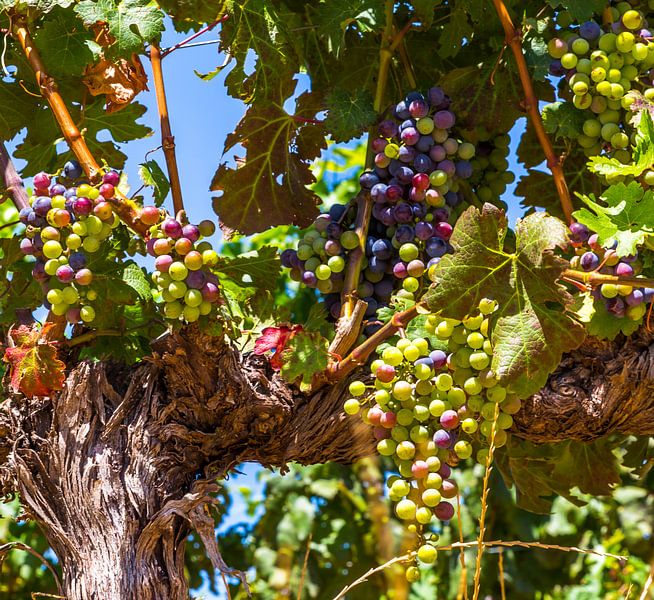 Vigne à vin par Peter Leenen