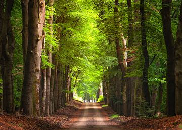 Als de zon doorbreekt in het Nationaal Park Veluwezoom