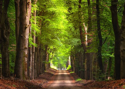 As the sun breaks through in the Veluwezoom National Park