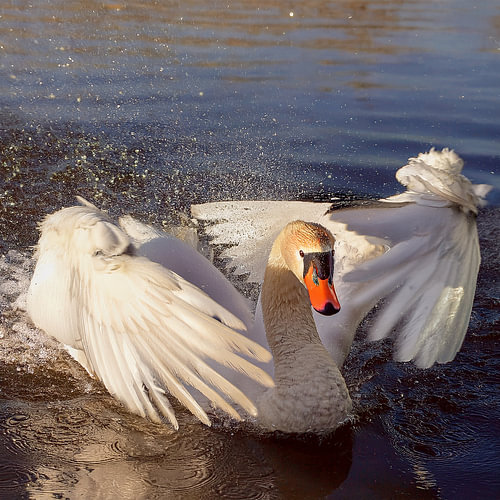 Zwaan