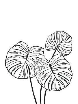 botanische Linienkunst von Giandra Safaraz