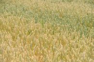 Die Farben des Sommers, leuchtend gelbe Weizenähren stehen dicht an dicht auf einem Feld von wunderbare Erde Miniaturansicht