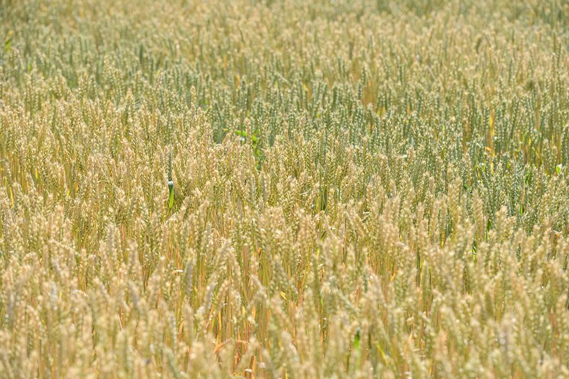 Die Farben des Sommers, leuchtend gelbe Weizenähren stehen dicht an dicht auf einem Feld von wunderbare Erde