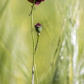 Bloemen droom van Teresa Bauer