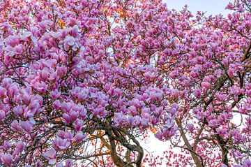 Als de zon de magnolia's kust. van Sven Frech