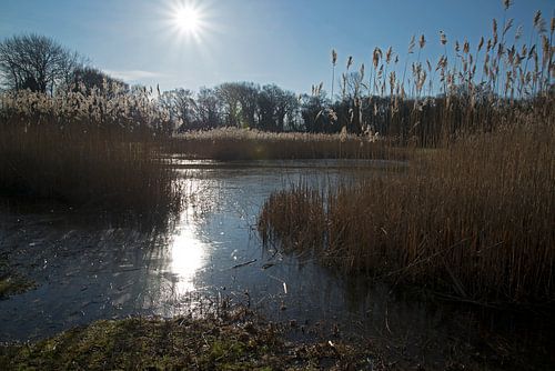 Binnenduin Beverwijk van CreaBrig Fotografie