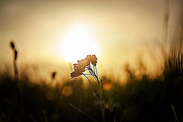 Zonsondergang met pinksterbloem. van Margreet van Beusichem