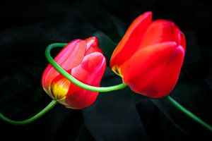 Rote Tulpen van Holger Debek