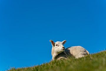 Texel lammetje geniet van de zon