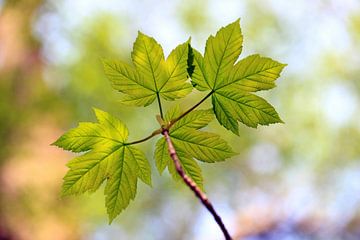 Norway Maple, Acer platanoides