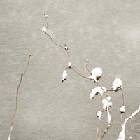 Habillé en neige