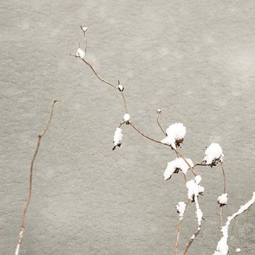 Habillé en neige sur Lena Weisbek