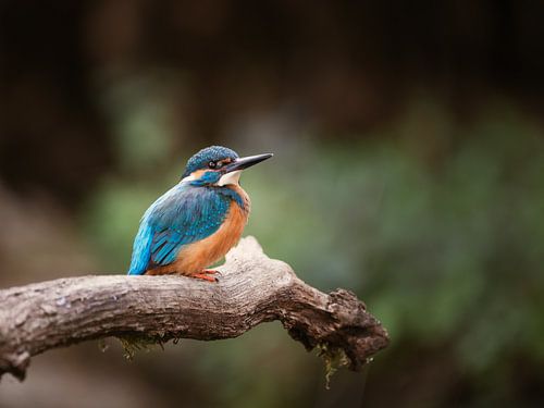 Nahaufnahme des Eisvogels auf einem Ast in der niederländischen Natur