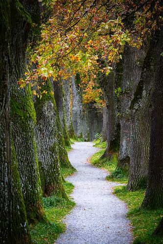 Herfstlandschap met een schaduwrijk steegje