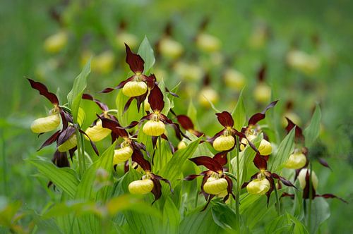 Vrouwenschoentje in volle bloei