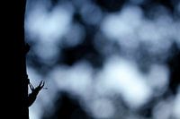 Silhouette d'un cerf volant