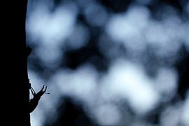 Silhouet van een vliegend hert van Simon Hazenberg