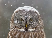 Grote Grijze Uil Winterportret