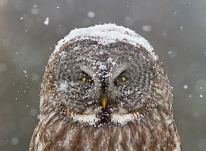 Großartige graue Owl -Winterporträt, Mircea Costina von 1x