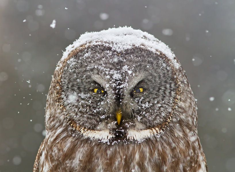 Steinkauz Winterporträt von Mircea Costina