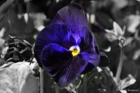 Something blue