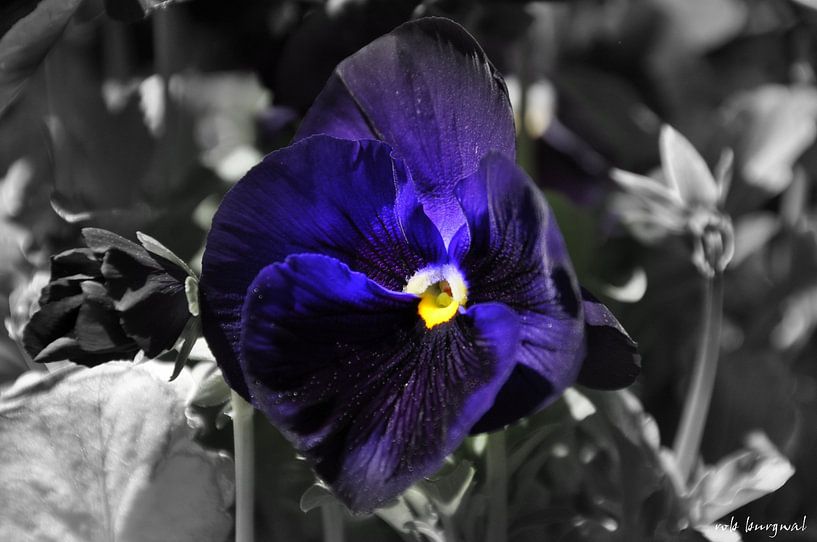 Something blue von Rob Burgwal