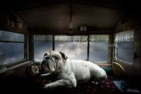 Lost Camping