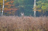 Herfst op de Veluwe by Roy Zonnenberg thumbnail