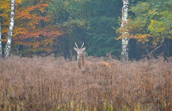 Herfst op de Veluwe