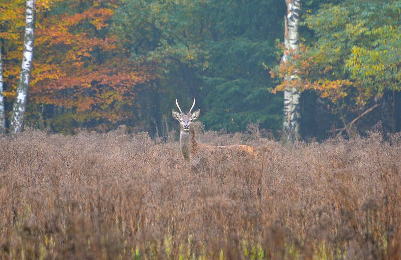 Herfst op de Veluwe by Roy Zonnenberg