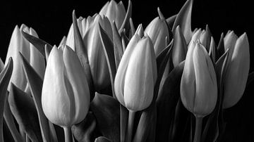 Tulpenbloemen van Kirsten Warner