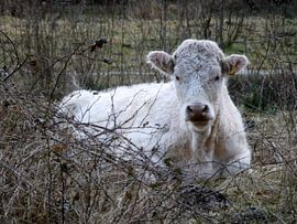 Liggende koe by richard de bruyn