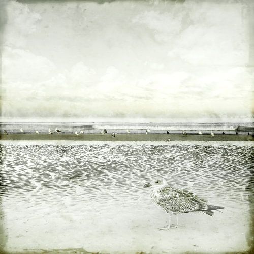 La nostalgie de la côte. Basique gris.