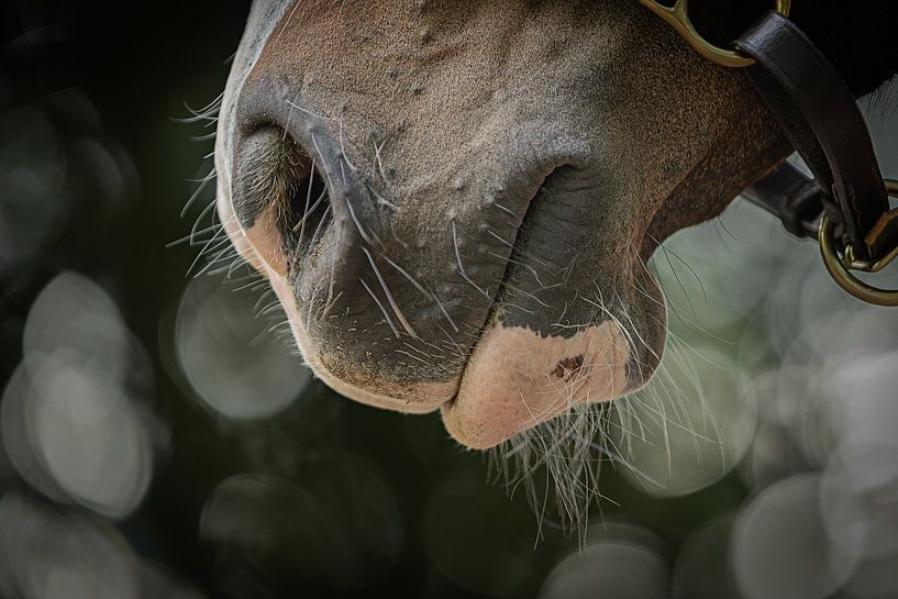 Bart und Bokeh von Irene Ruysch fotografie