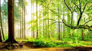 Wald im Frühling bei Sonnenaufgang