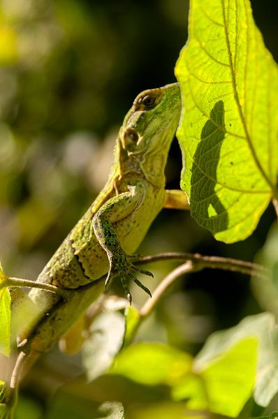 Boomleguaan von Maarten Verhees