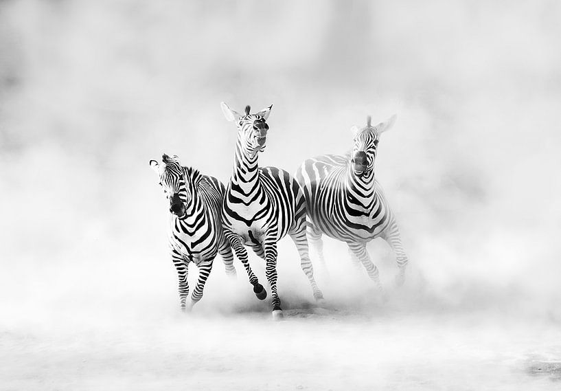 ZEBRAS, Juan Luis Duran par 1x