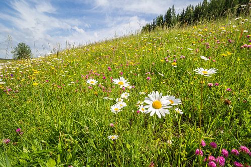 Flower Meadow by Coen Weesjes