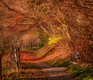 Couleurs d'automne sur les collines du sud du Limbourg sur John Kreukniet