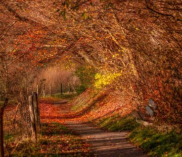 Couleurs d'automne sur les collines du sud du Limbourg