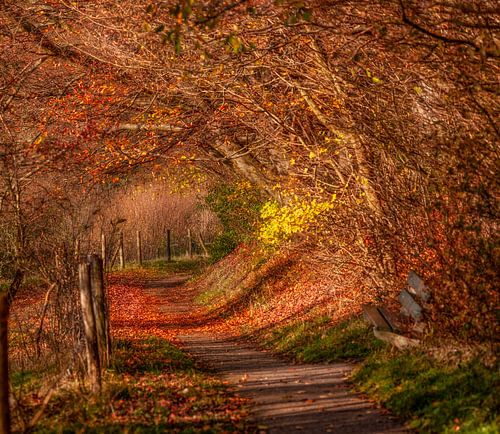 Herfstkleuren op de heuvels van Zuid-Limburg