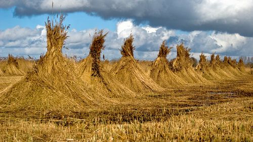 Schilfrohrschuppen in den Weerribben