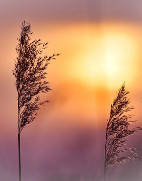 Riet in rozerood, oranjekleurig zonlicht. Romantische zonsondergang. Dromerige en rustige sfeer in de natuur.