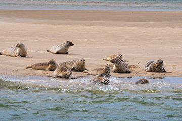 Zeehonden kiezen de veiligheid van het water van Merijn Loch