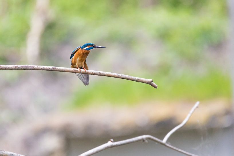 Eisvogel von Felix Brönnimann