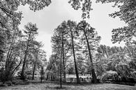 Vondelpark in Zwart-wit van Thomas van der Willik thumbnail