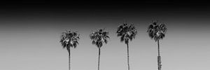 Summer idyll with palm trees | monochrome