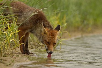 Drinkende vos sur Bernard Stam