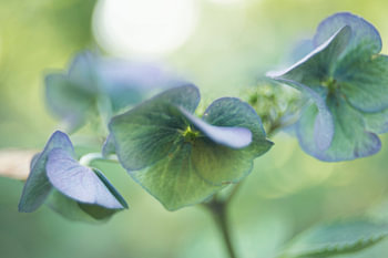 Blue Hydrangea