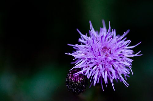 Thistle #3
